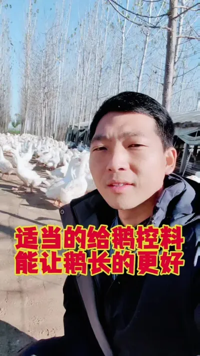 适当的给鹅控料，能让鹅长得更好，因为很多鹅病，都是撑出来的。#养鹅技术分享 #狮头鹅养殖 #三农养殖 #养鹅人 #东哥带你养鸭鹅