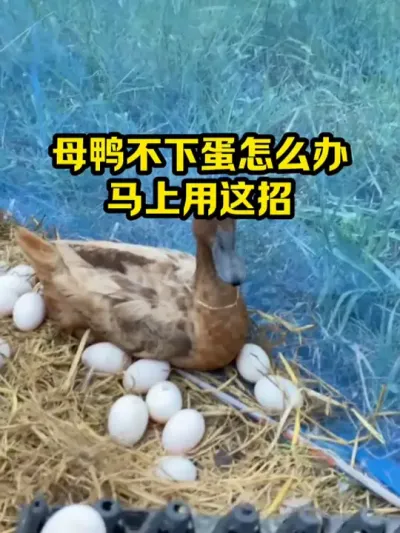 母鸭不下蛋怎么办，马上用这招 #抖音三农#养殖#养鸭