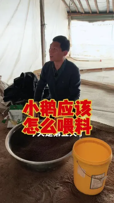 小鹅前期应该如何，正确的喂料？现场操作一下！#养鹅 #鹅苗#狮头鹅  #科学养鹅 #养鹅技术