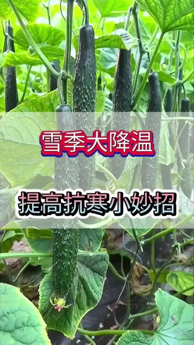 雪季大降温，黄瓜抗寒小配方 #黄瓜 #黄瓜种植 #黄瓜高产种植 #服务三农支持三农 #三农