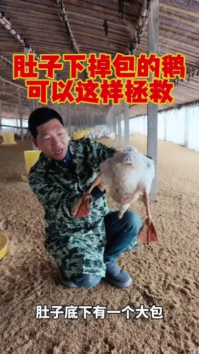 肚子地下掉包的鹅，可以这样来拯救！#养鹅技术分享 #养鹅 #科学养鹅 #鹅苗 #狮头鹅