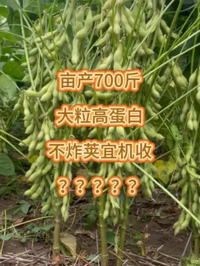 亩产700斤，大粒高蛋白 #服务三农支持三农 #农业种植 #抖音助农 #产量特别高 #大豆 @DOU+小助手 @DOU+上热门 @抖音小助手