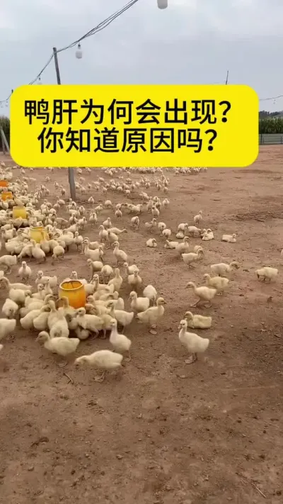 #养殖技术交流 #禽病技术指导 #养殖技术全程指导 #禽病诊疗