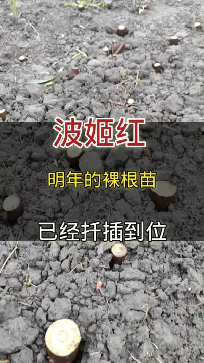 波姬红裸根苗准备起#种植小技巧 #无花果#家庭种植