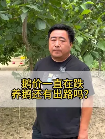 @老张养鸭鹅技术服务部 #每天分享养殖技术和经验 #鸡鸭鹅养殖 #三农 #抖音助农 #干货分享