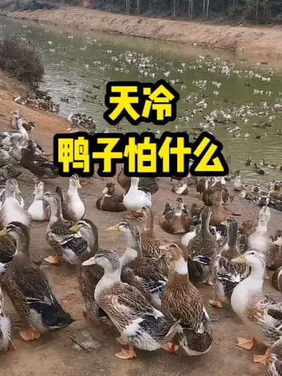 天冷，鸭子怕什么 #抖音三农#养殖#养鸭