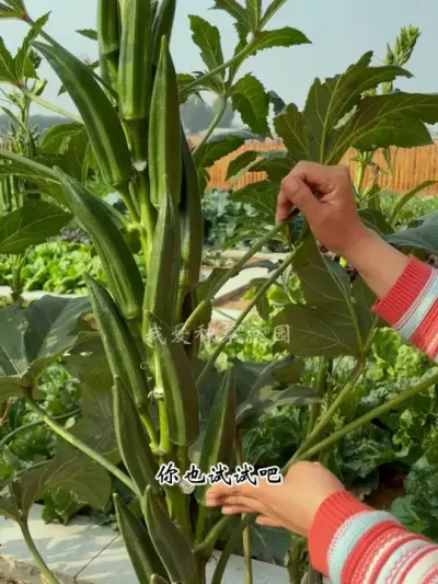 秋葵种植简单采收时间长，营养丰富又好吃 #我的小菜园 #田园生活 #秋葵