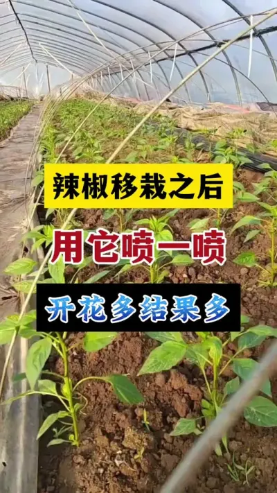 辣椒开花前该打什么药，这一遍药打好了辣椒开花多座果多产量高品质好#分享农业知识帮农民增产增收 #农业种植技术 #三农