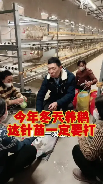 冬天这批鹅，这针疫苗千万不能少！#养鹅技术分享 #科学养鹅 #养鹅人 #狮头鹅养殖 #三农养殖