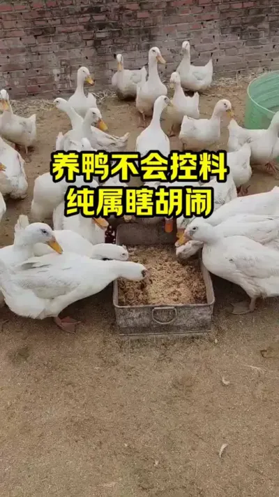 养鸭不会控料，纯属瞎胡闹#抖音三农#养鸭#养殖