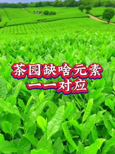 #服务三农支持三农 #茶 #茶树种植技术与管理 #茶园管理