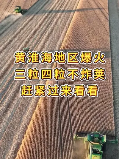 高产大豆新品种，国审大豆，产量高，不炸荚 #抖音助农扶农 #农业种植 #优质农产品 #服务三农支持三农 #产量特别高
