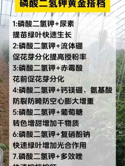 #分享农业知识帮农民增产增收 #辣椒种植技术 #三农 磷酸二氢钾黄金搭档