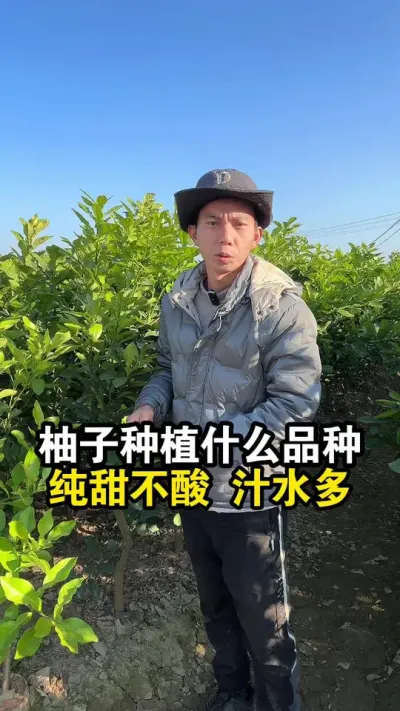 柚子种植什么品种纯甜不酸，汁水多呢？ #果苗供应 #容县沙田柚 #柚子种植