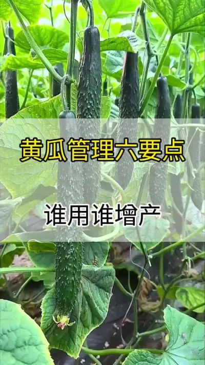 黄瓜管理六要点，谁记谁增产 #黄瓜 #黄瓜种植 #黄瓜高产种植 #服务三农支持三农 #三农