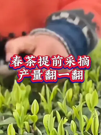 #服务三农支持三农 #抖音助农扶农 #茶树 #茶树种植技术与管理 #春茶采摘