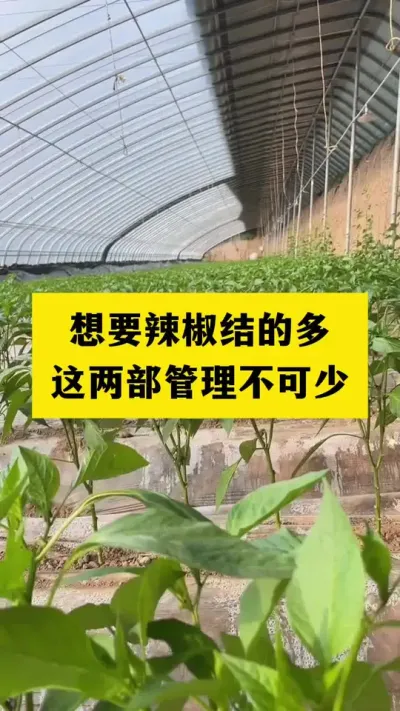 辣椒种植想要结的多，这两步管理少不了#分享农业知识帮农民增产增收 #农业种植 #三农