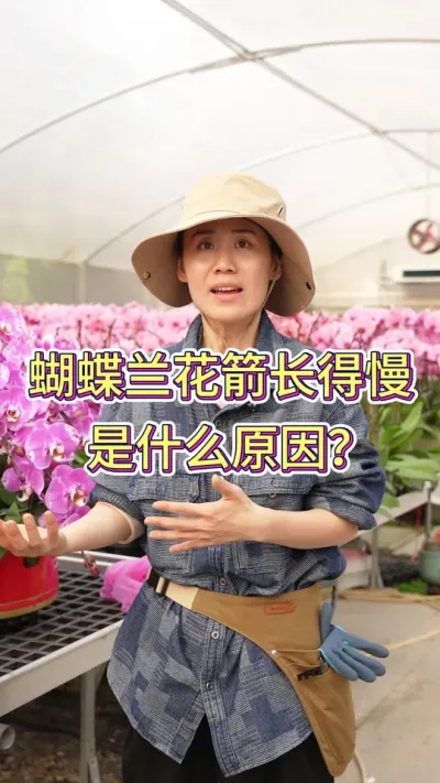 花箭长出来后长得很慢，是什么原因#花卉绿植 #花卉 #蝴蝶兰 #蝴蝶兰养护法 #年宵花