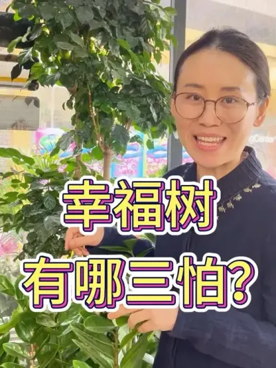 幸福树有哪三怕？#花卉绿植 #养花小知识 #花卉养护 #幸福树的养护 #幸福树绿植