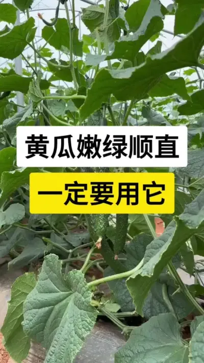 黄瓜嫩绿顺直，一定要用它 #黄瓜 #黄瓜种植 #黄瓜高产种植 #黄瓜种植与管理 #蔬菜种植技术