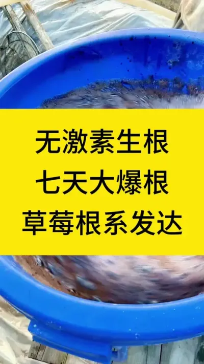 爆发式生根！全新升级！#草莓种植 #种草莓 #草莓种植管理技术和方法 #种植技术 #农业种植 @巨大星-龙灯水溶肥源头厂家