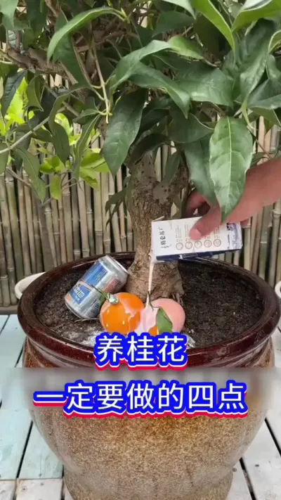 养桂花一定要记住这4点#桂花 #英子园艺 #养花小知识