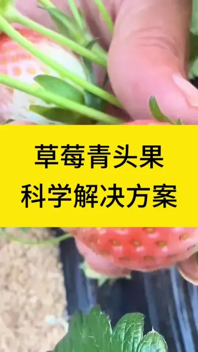 果子青头果到底是怎么形成的呢？@巨大星-龙灯水溶肥源头厂家 #种植草莓 #草莓种植技术 #番茄种植 #草莓种植管理技术和方法 #开花结果