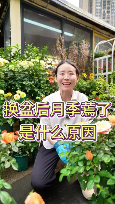 换盆后月季蔫了是怎么回事？#月季#月季养护 #养花小知识 #养花人的乐趣 #花卉绿植