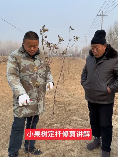 #果树管理技术 #农业技术推广 #病虫害防治 #新农人计划2024 #苹果树修剪 @江苏小苹果-宁文静