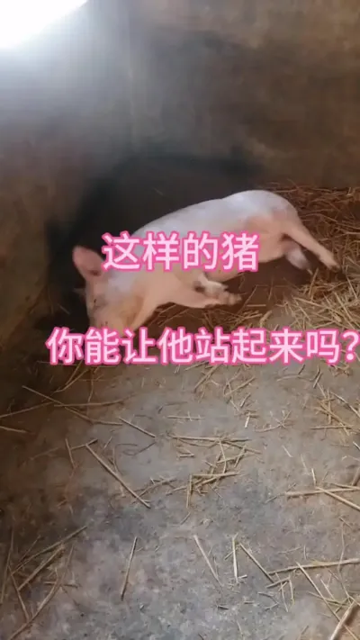 #养猪人加油干 #养猪人不容易 #三农养猪 #自繁自养母猪