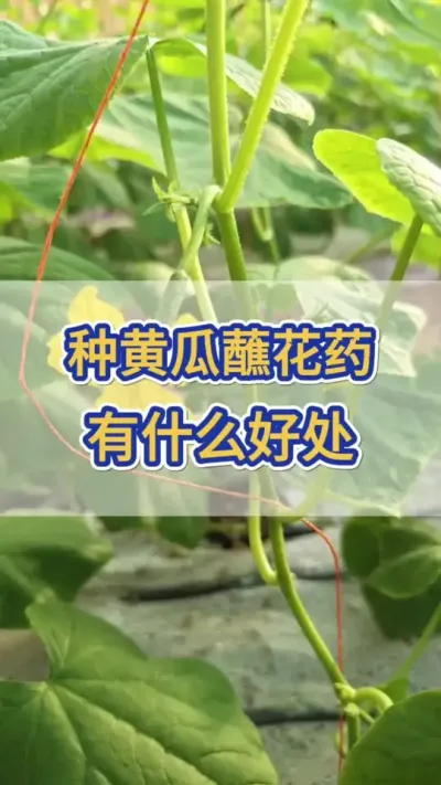 种黄瓜蘸花有什么好处 #黄瓜 #黄瓜种植 #黄瓜高产种植 #三农 #服务三农支持三农