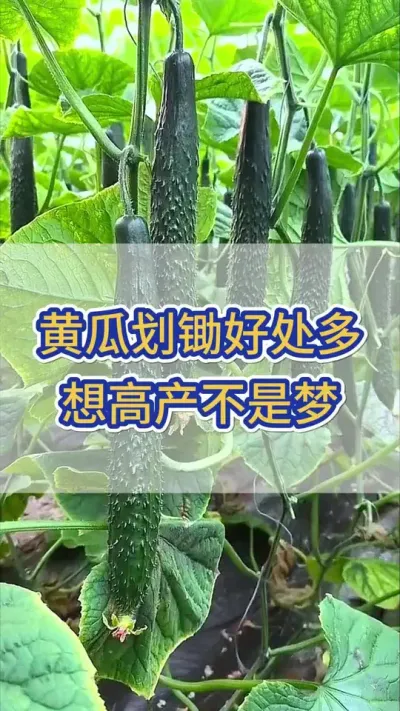 黄瓜划锄好处多，轻松高产不是梦 #黄瓜 #黄瓜种植 #黄瓜高产种植 #服务三农支持三农 #三农
