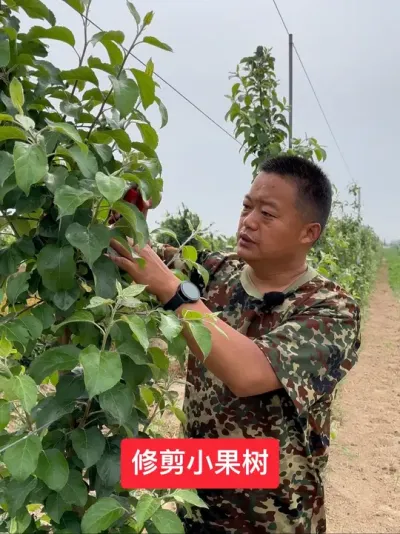 #新农人计划2025 #病虫害防治 #果树管理技术 #农业技术推广 #果树种植