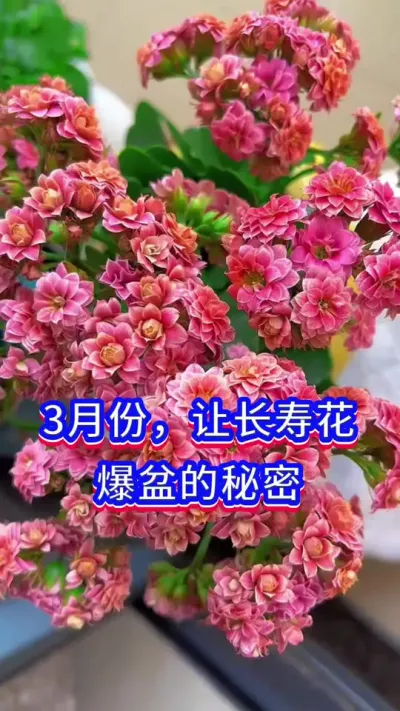 3月份，让长寿花开花的方法#三农 #养花小知识 #英子园艺