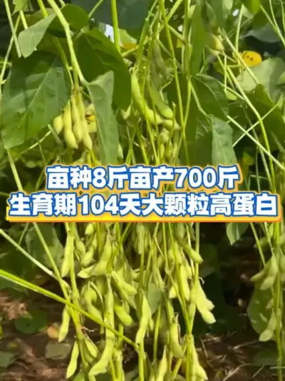 亩种8斤，亩产700斤 #服务三农支持三农 #抖音助农 #大豆 #大豆高产 #高产大豆