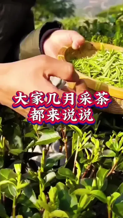 #茶树种植技术与管理 #茶树 #茶树管理技术与指导 #春茶