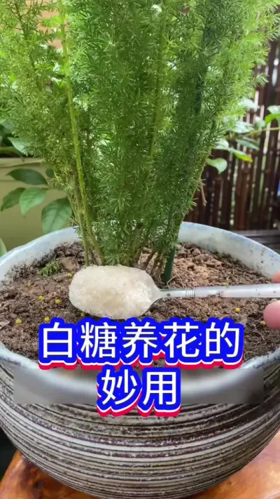 白糖可以养花#养花小知识 #花卉绿植#英子园艺