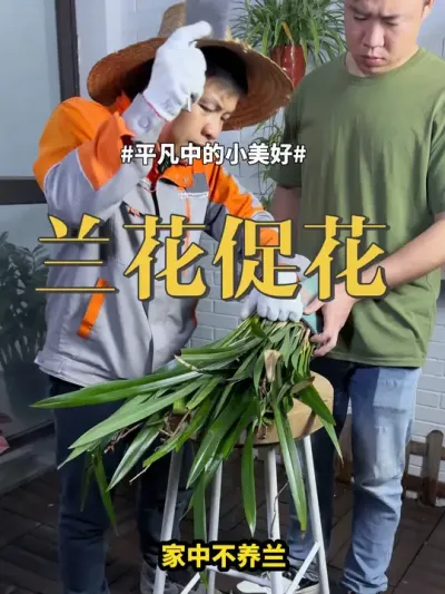 兰花促花 #兰花 #绿植 #养花 兰花不开花，不是施肥，而是补兰菌