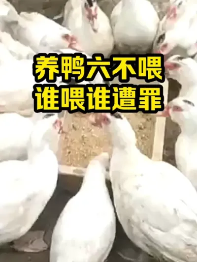 养鸭六不喂，谁喂谁遭罪 #抖音三农#养殖#养鸭
