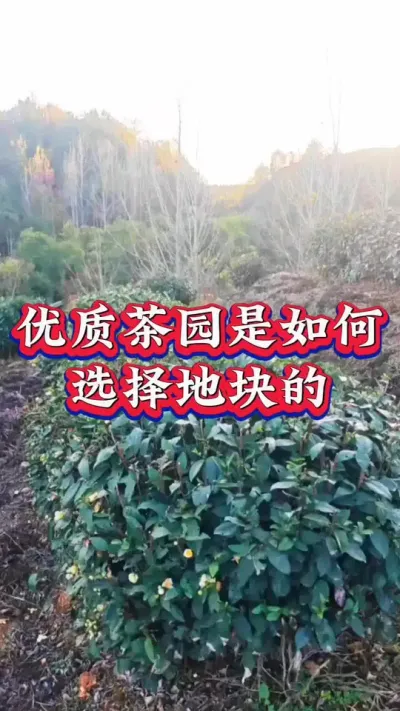 #服务三农支持三农 #茶树 #茶树种植 #茶树种植技术与管理 #抖音助农