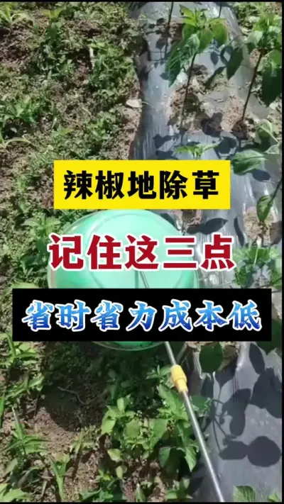 辣椒地除草记住这三点，省时省力#分享农业知识帮农民增产增收 #抖音助农 #农业种植技术