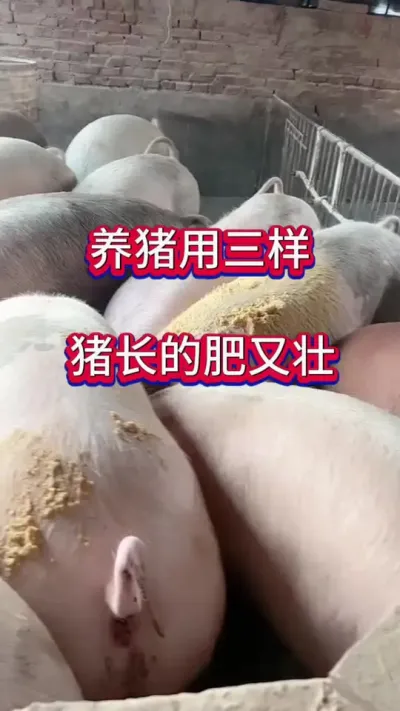 #养猪人加油干 #三农 #所有养猪 #自繁自养母猪 #养猪人