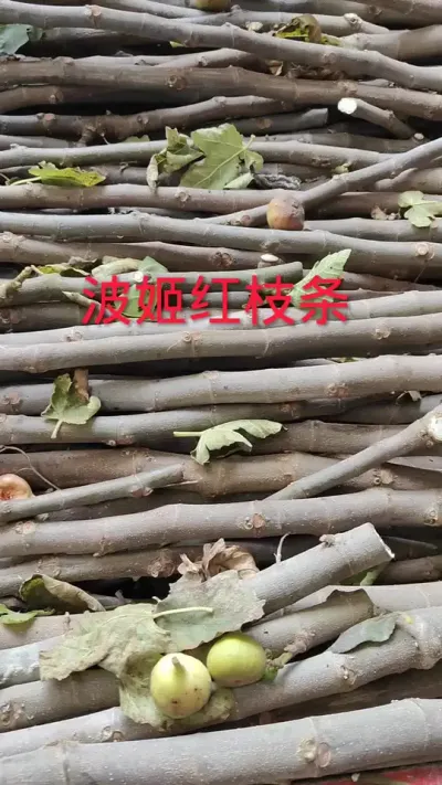 无花果波姬红枝条#无花果 #无花果枝条