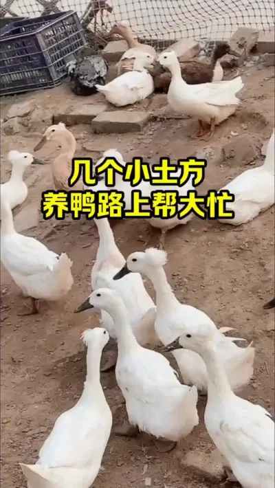 几个小土方，养鸭路上帮大忙#抖音三农#养鸭#养殖