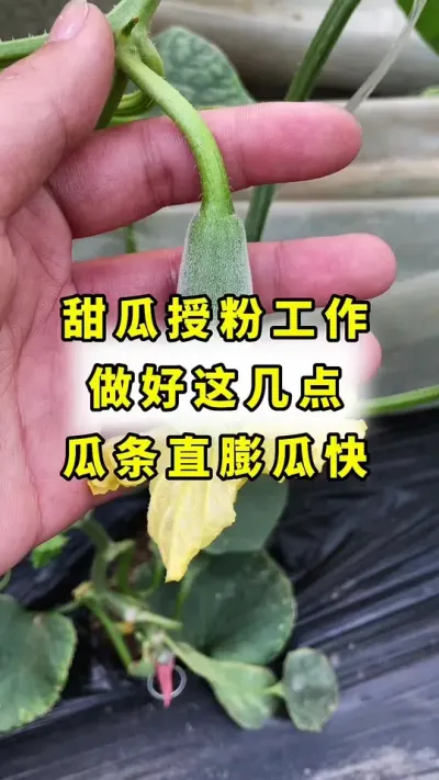 甜瓜授粉的工作，一定要做好！#甜瓜种植 #良田神话#大棚甜瓜 #甜瓜种植技术#甜瓜授粉