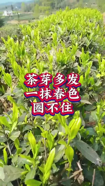 #春茶采摘 #茶树种植技术与管理 #采茶 #芽丰香 #助力茶农增收