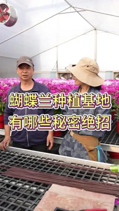 今天探访了基地专门养殖蝴蝶兰很多年的黄师傅，请教一下家里怎么养蝴蝶兰比较好#花卉绿植 #蝴蝶兰养护法 #养花小知识 #花卉 #年宵花