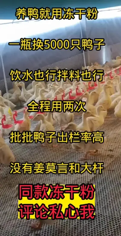 #养鸭技术 #养鸭子 #养鸭小妙招 #养鸭人
