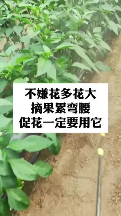 打药的时候加上它，花多花大花齐花壮，摘果不断茬 #辣椒种植技术 #农业种植技术 #三农