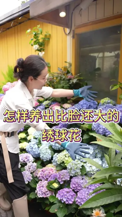 怎样养出比脸还大的绣球花#绣球 #花卉绿植 #养花小知识 #绣球养护 #养花人的乐趣